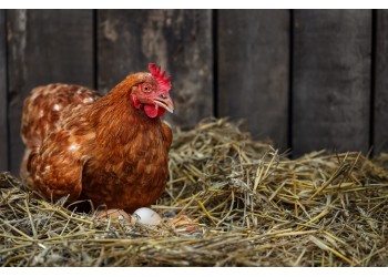 Incubação natural vs. Incubação artificial: prós e contras